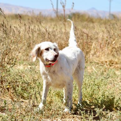 White dog standing in a dry grassy field.
