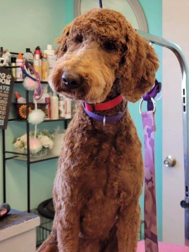 Curly brown dog with a red collar sitting indoors.