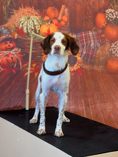 A dog standing on a platform with autumn decorations behind.