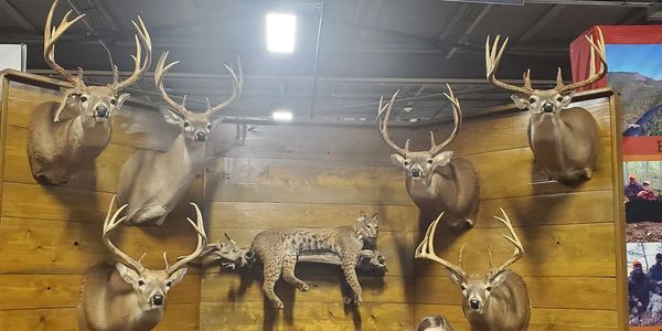 NC Deer Hunt, NC Turkey Hunt, NC Bear Hunt, Deer Hunting, Bear Hunting, Turkey Hunting, Backwoods