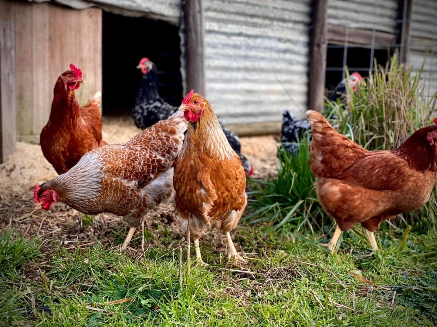 farm fresh eggs