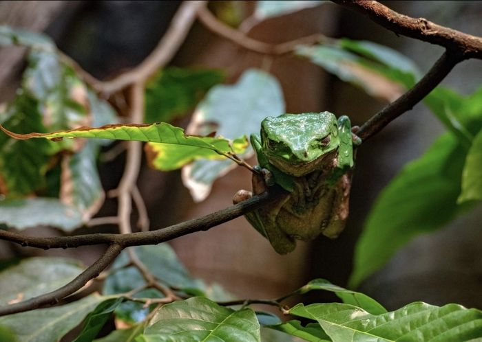 Kambo 
Phyllomedusa Bicolor 
Green Monkey Tree Frog 
Healing 
Alternative Healing 
Indigenous 