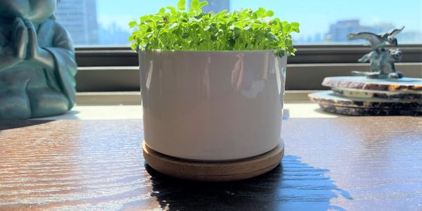 my microgreen garden ceramic jar kit in sunshine growing broccoli microgreens