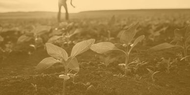 Young plants growing in a field with a person in the background.