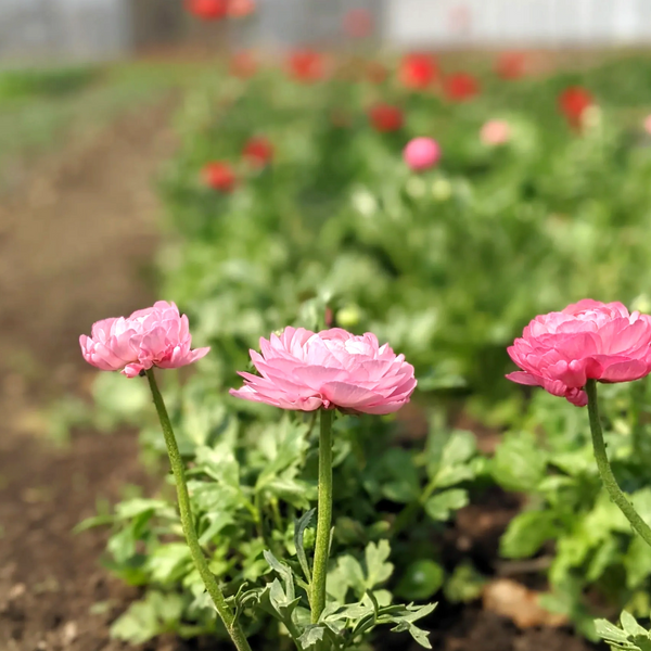 Pink ranunculus growing in a greenhouse.