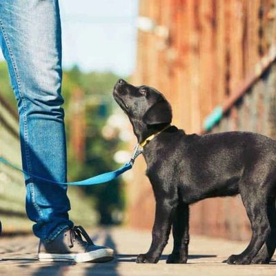 A black Labrador puppy on a leash looking up at its owner.