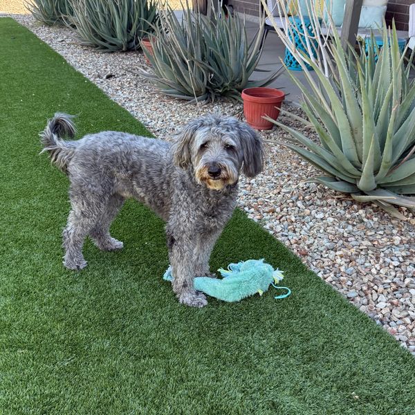 A gray dog stands on green grass with a blue plush toy.
