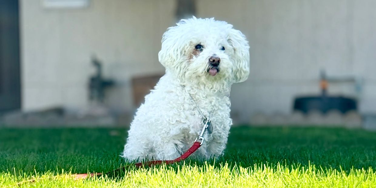 Fluffy white dog sitting on green grass with a red leash.