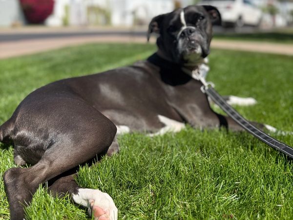 A black and white dog lying on green grass on a sunny day.