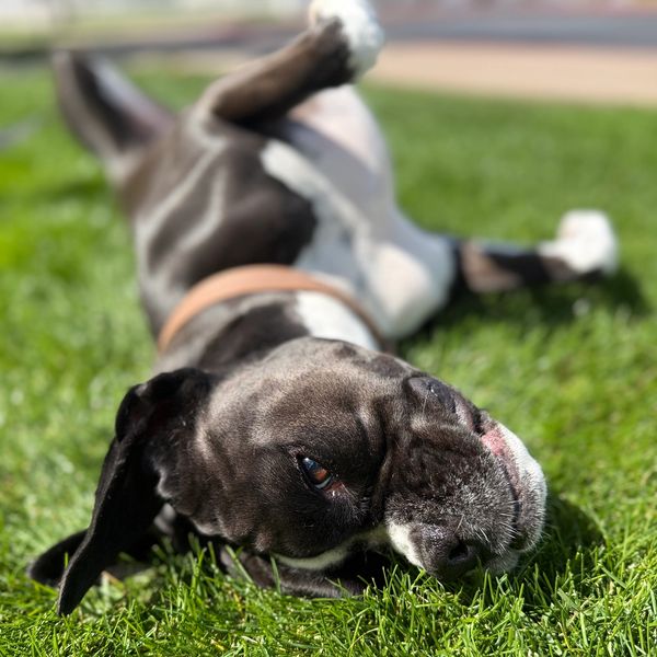 A black and white dog lying happily on green grass in the sun.