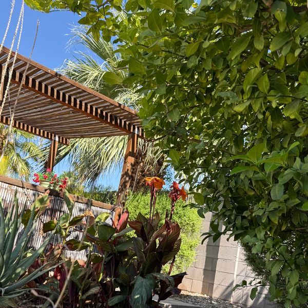 Sunlit garden with lush plants, a wooden pergola, and a clear blue sky.