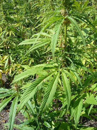 Look at it. It's a plant. We are locking people up for a plant. It's the 21st century. Stop locking