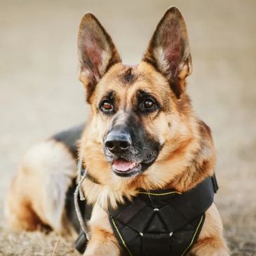 Dog- all ears- ready to listen to you