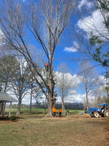 Major tree removal in Spencer