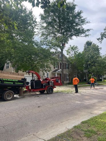Before tree removal in Lexington