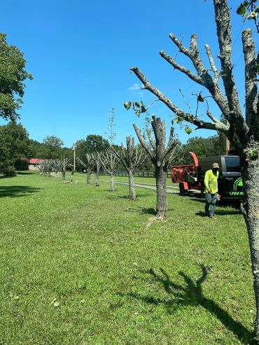 Tree trimming in Mooresville