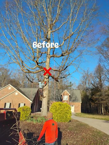 Before the tree removal