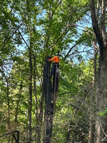 Tree removal in Concord
