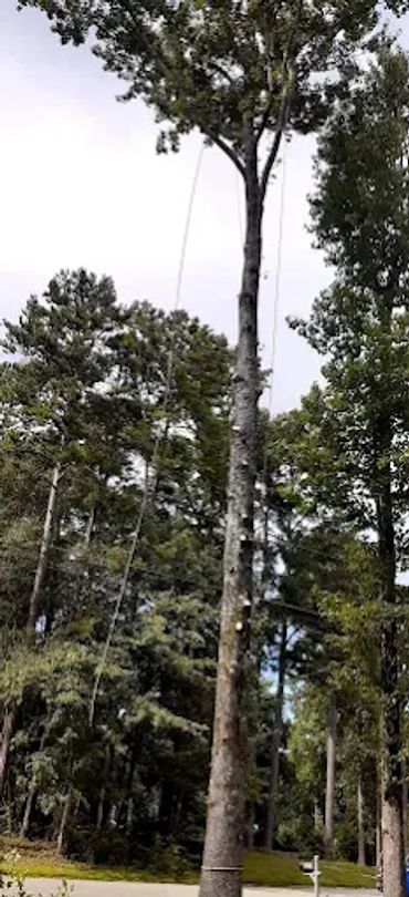 Tree removal as tree trimming was not an option