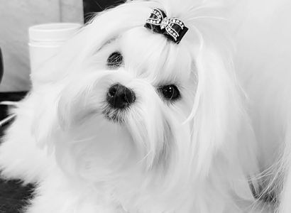 ch Suncube She Has it