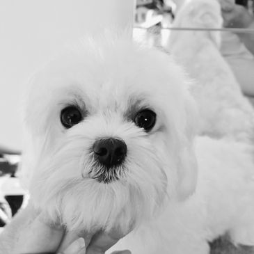 penny maltese dog