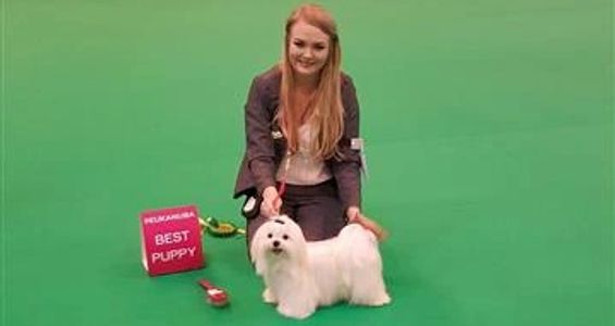 tinks winning best puppy at crufts