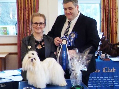 Judge Andrew Stewart at maltese club uk show