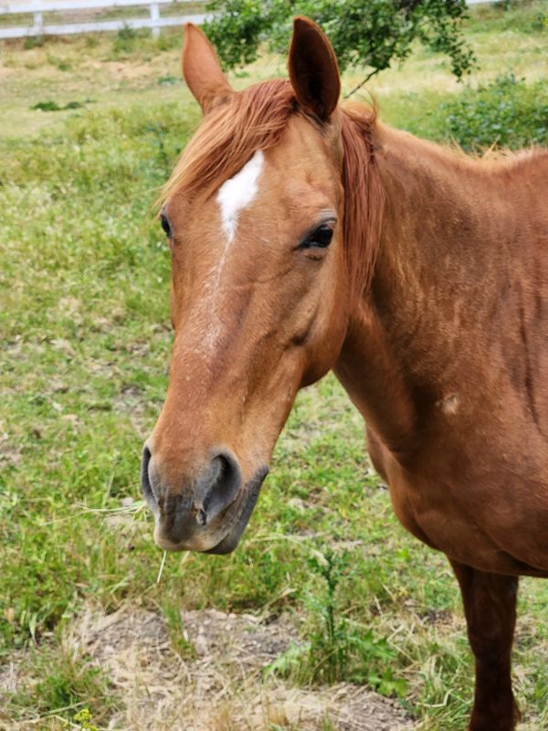 Close-up of a brown horse with a white mark on its forehead in a grassy field.