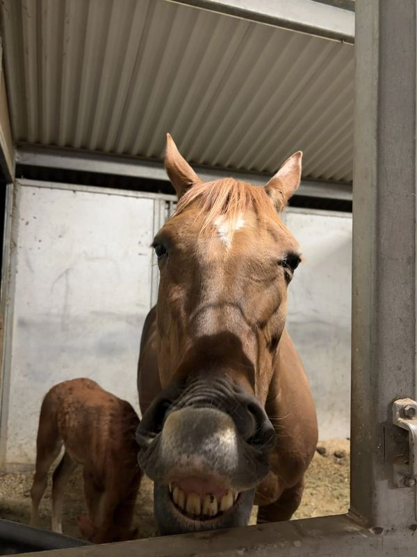 Close-up of a horse showing its teeth in a stable.