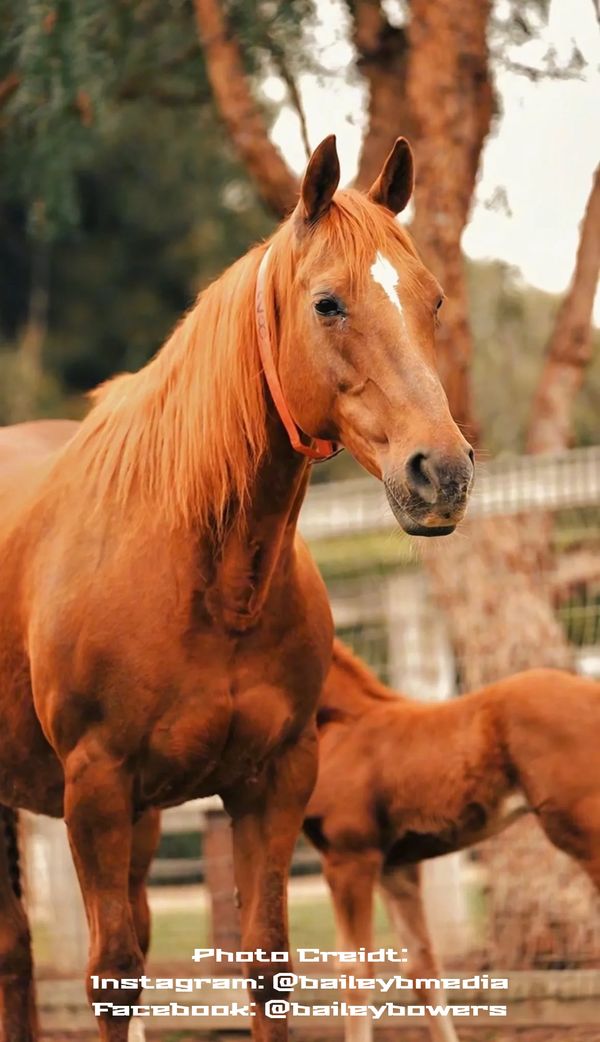 A majestic chestnut horse with a white star marking on its forehead.