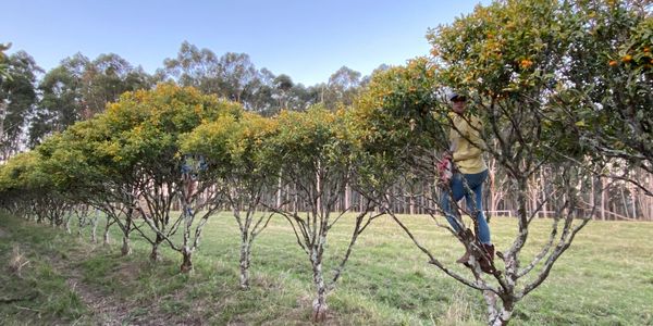Picking the tall trees