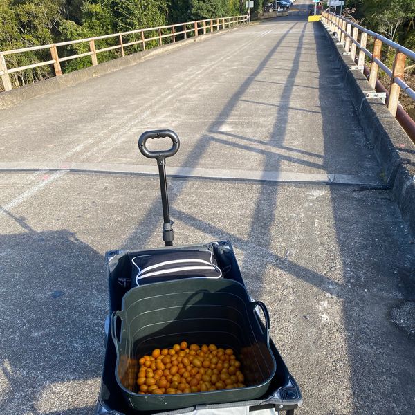 Walking the harvest across the bridge
