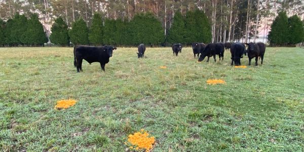 Cattle eating cold pressing residue