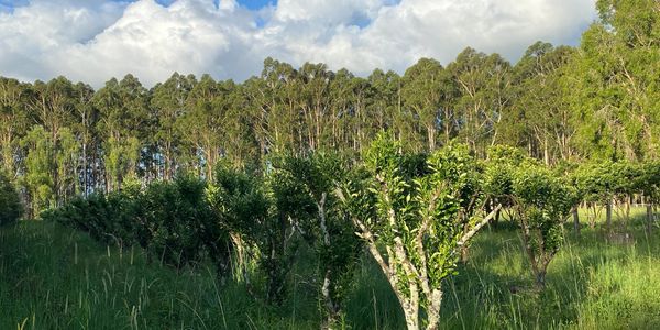 Pruned trees in the foreground, flooded gums in the background