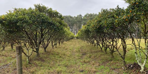 Full size restored trees