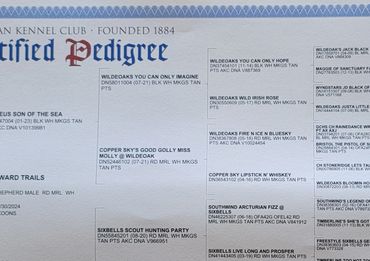 Blaze's pedigree