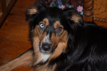 Beautiful Koda showing off her eyes