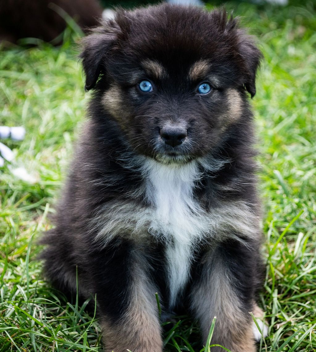 Black tri female blue eyes bob tail.