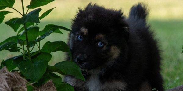 Fluffy black and brown puppy with striking blue eyes near green leaves.