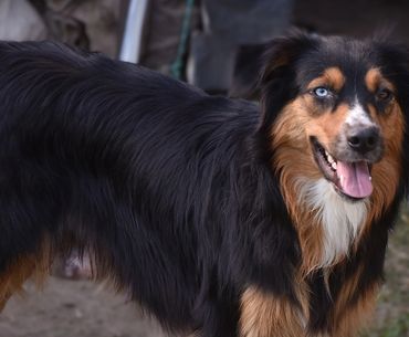 Koda! 
Our beautiful Black Tri color Dam.
Check out her DNA test results at the bottom of this page.