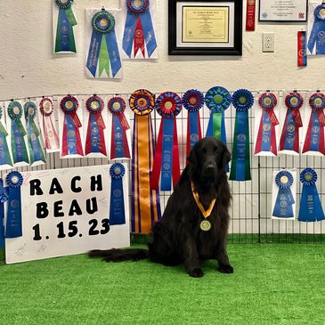 Beau   Our First RACH!  AKC Rally Champion