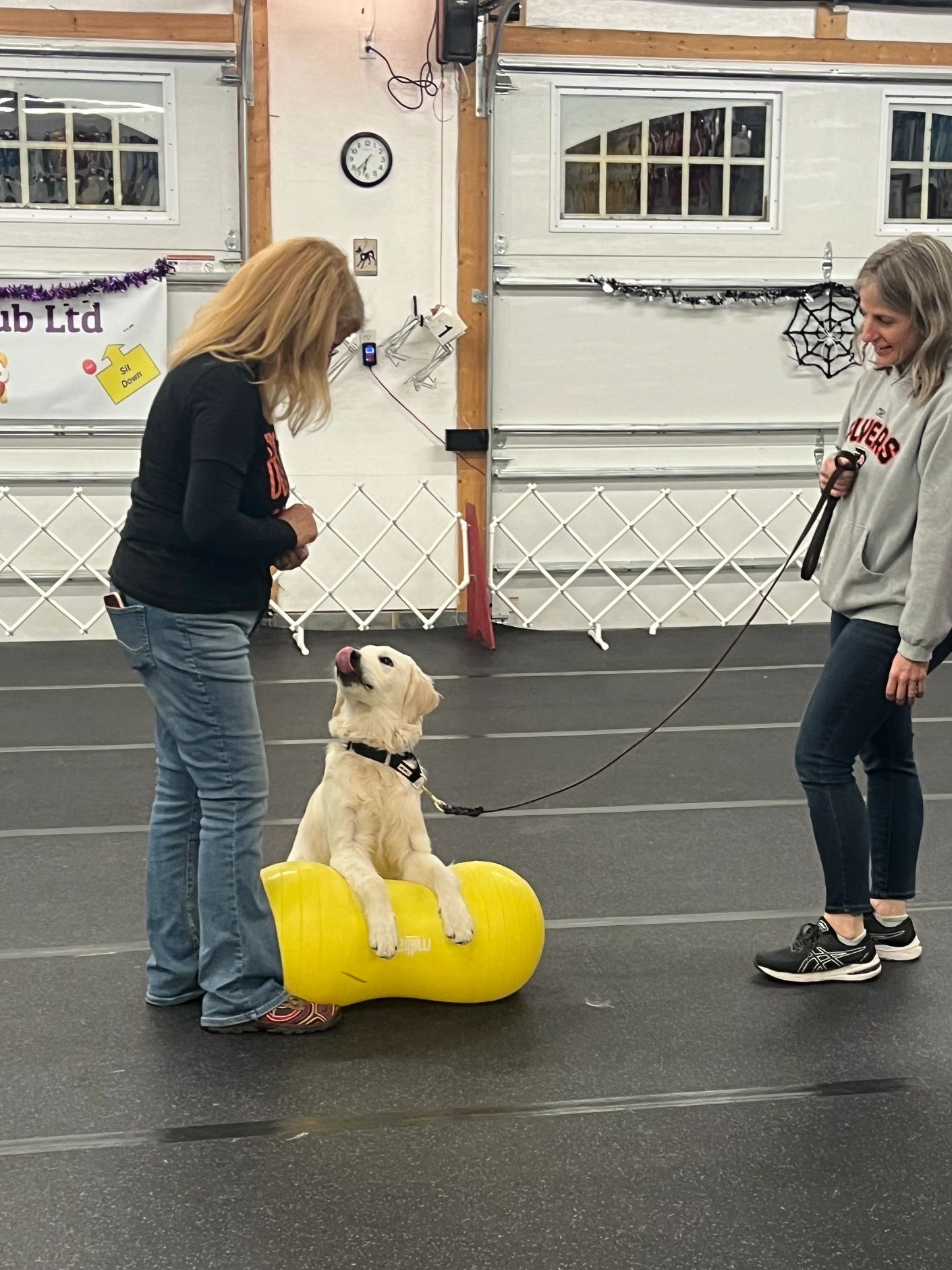 Handsome  5 month old  Golden "Rowen" having fun at his STAR Puppy class