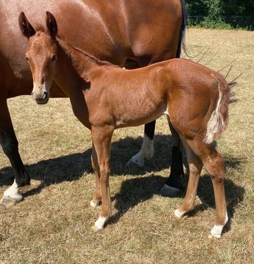 SKM Hannika - here three days old