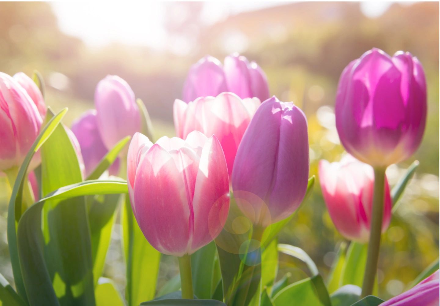 Bright pink and purple tulips in sunlight.