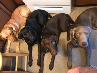 The original four that started the bloodlines.