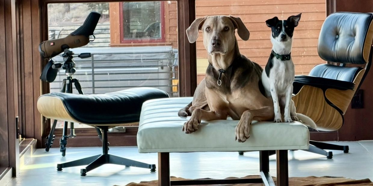 Two dogs sitting on a modern lounge chair in a stylish room with a telescope.