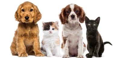 Pet Ministry