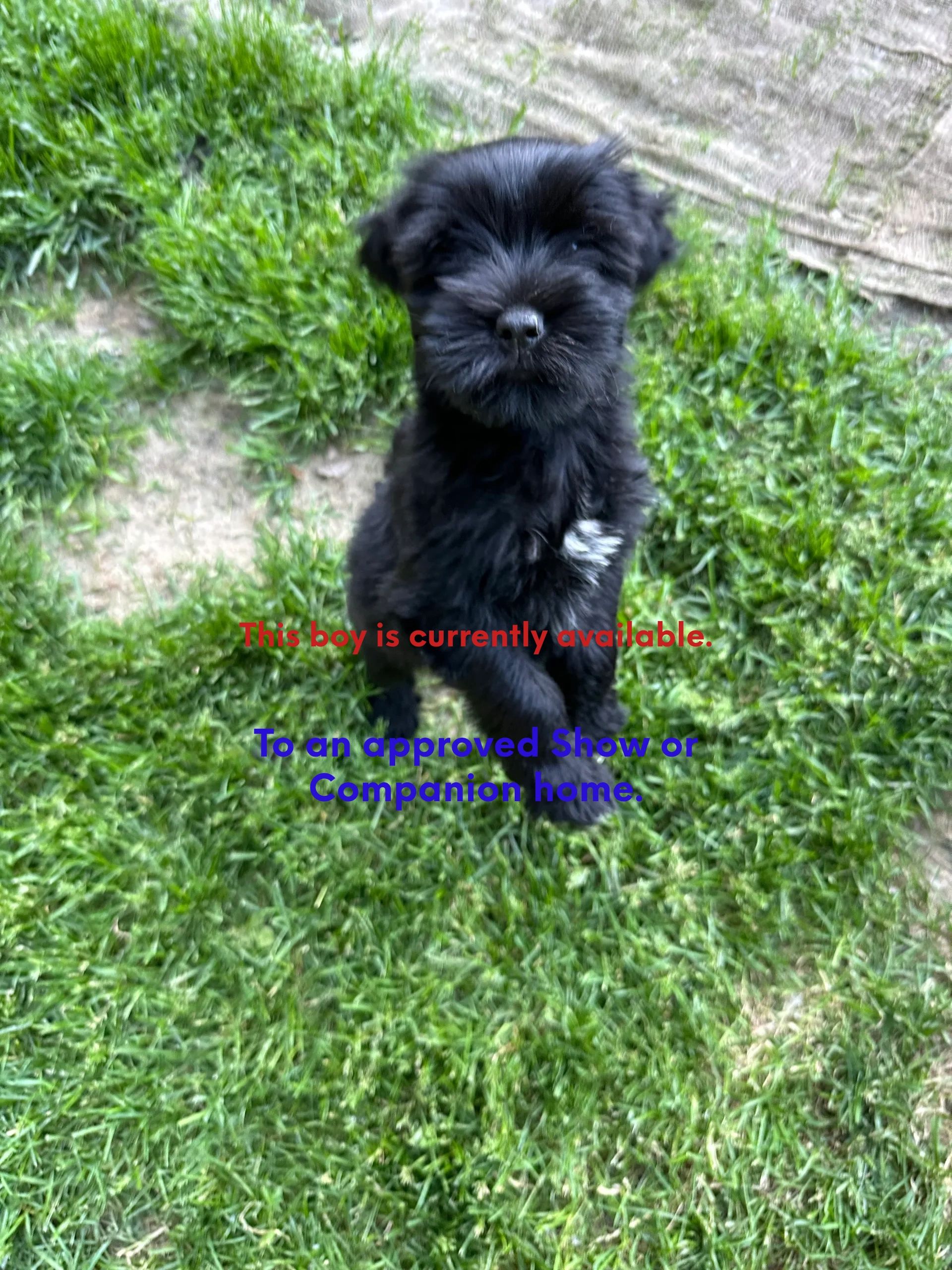Gemms Kennels Tibetan Terrier Affenpinscher