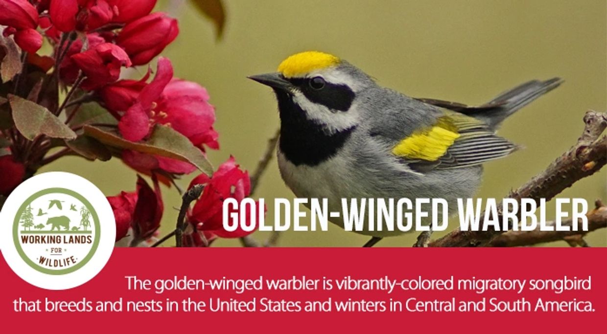 Golden Winged Warbler
