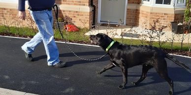 Black Labrador showing engagement with the dog trainer Paul Bollands